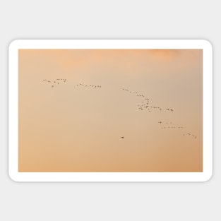 Flock of birds ans plane against orange sky Sticker